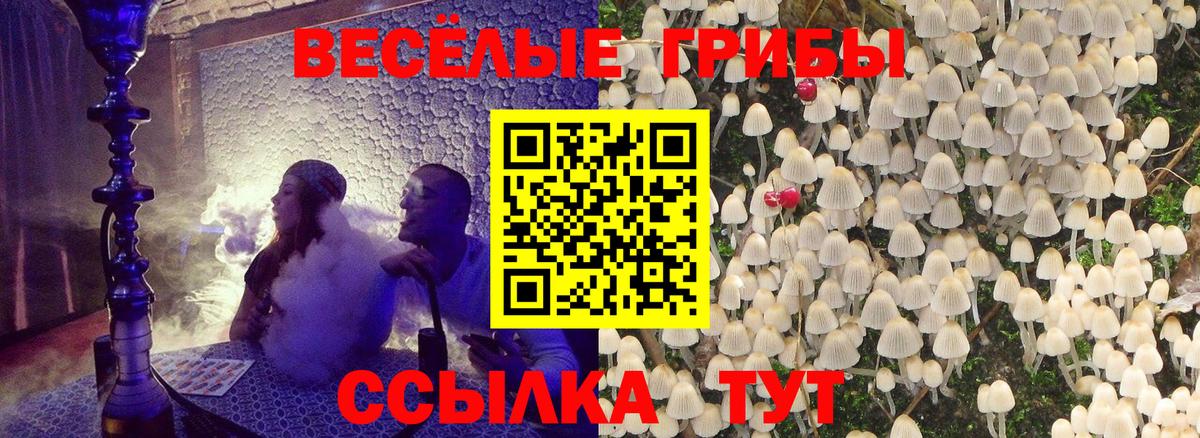 Курчалой  Псилоцибиновые грибы прущие грибы  Вход с VPN 